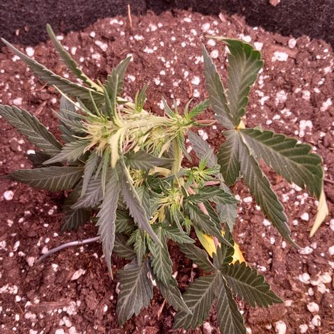 Stress Killer Automatic growlog timeline photo