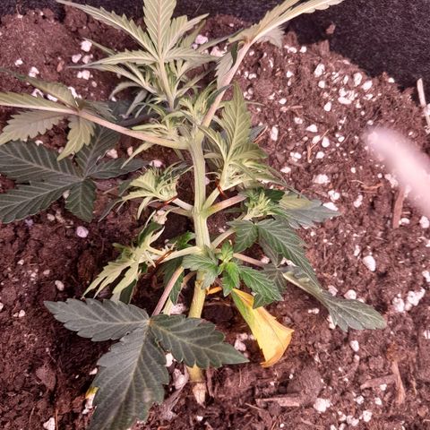 Stress Killer Automatic growlog timeline photo