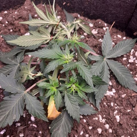 Stress Killer Automatic growlog timeline photo