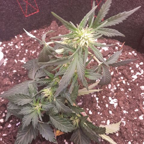 Stress Killer Automatic growlog timeline photo