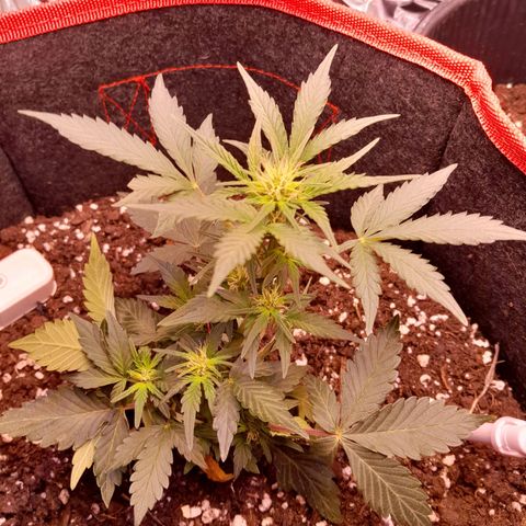 Stress Killer Automatic growlog timeline photo
