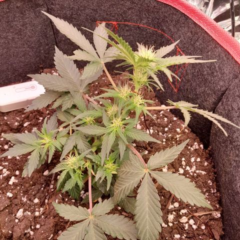 Stress Killer Automatic growlog timeline photo