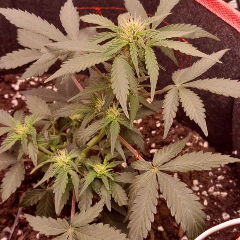 Stress Killer Automatic growlog timeline photo