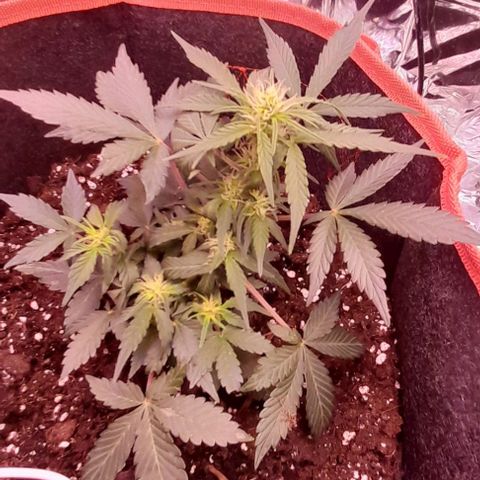 Stress Killer Automatic growlog timeline photo