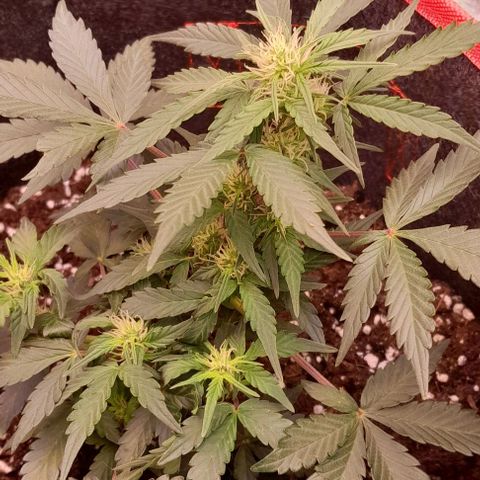 Stress Killer Automatic growlog timeline photo