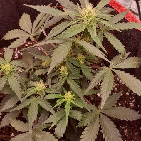 Stress Killer Automatic growlog timeline photo