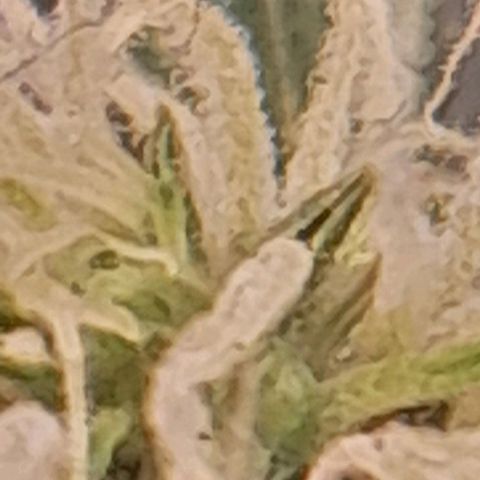 Stress Killer Automatic growlog timeline photo