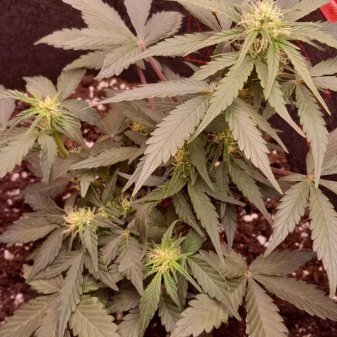 Stress Killer Automatic growlog timeline photo
