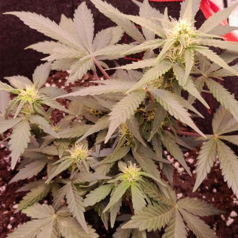 Stress Killer Automatic growlog timeline photo