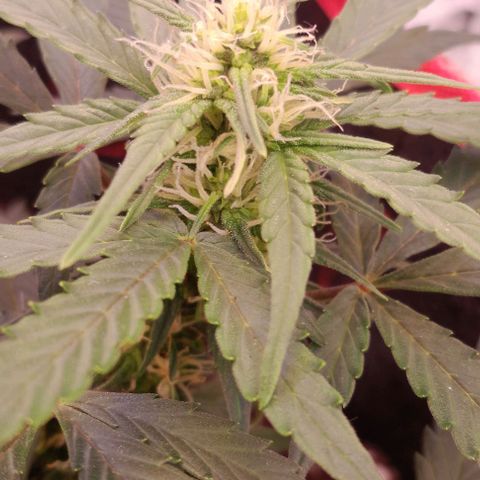 Stress Killer Automatic growlog timeline photo