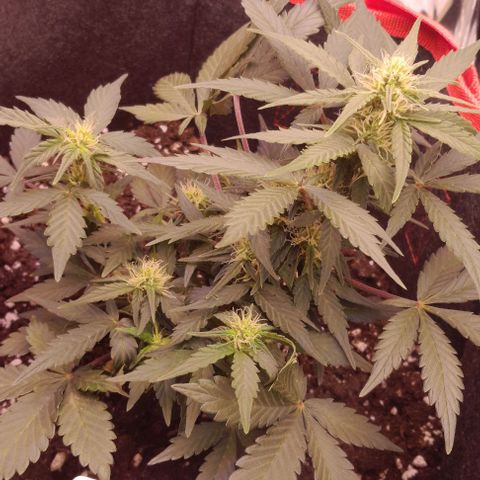 Stress Killer Automatic growlog timeline photo