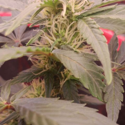 Stress Killer Automatic growlog timeline photo