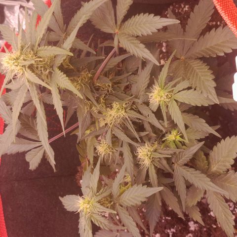 Stress Killer Automatic growlog timeline photo