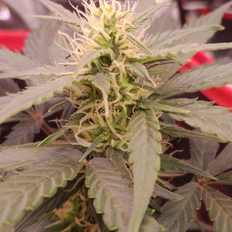 Stress Killer Automatic growlog timeline photo