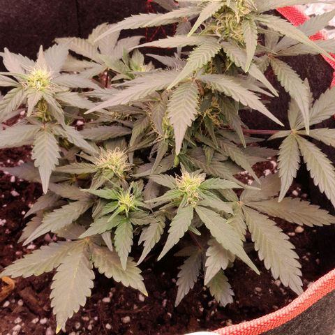 Stress Killer Automatic growlog timeline photo