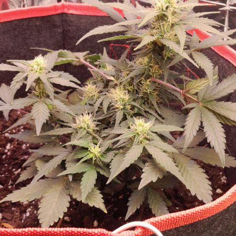 Stress Killer Automatic growlog timeline photo
