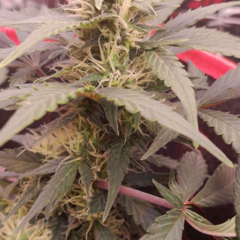 Stress Killer Automatic growlog timeline photo