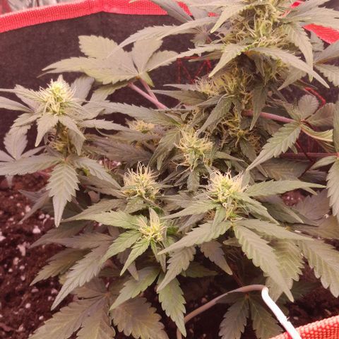 Stress Killer Automatic growlog timeline photo