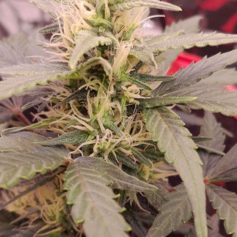 Stress Killer Automatic growlog timeline photo
