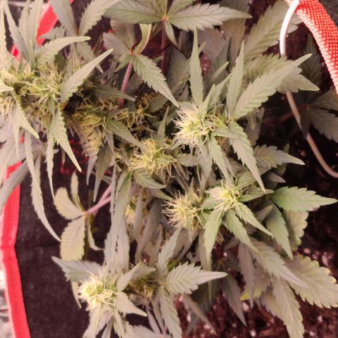 Stress Killer Automatic growlog timeline photo