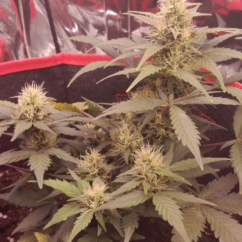 Stress Killer Automatic growlog timeline photo