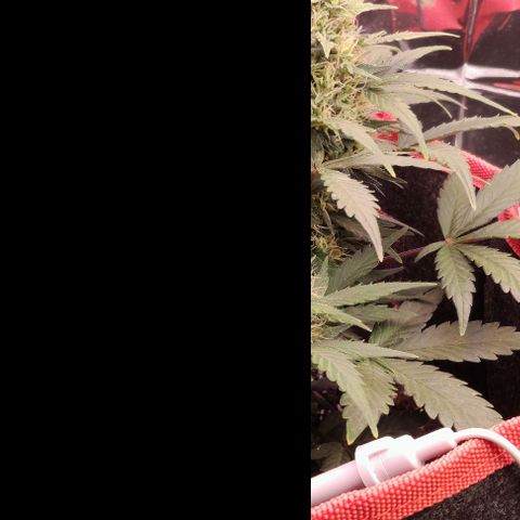 Stress Killer Automatic growlog timeline photo