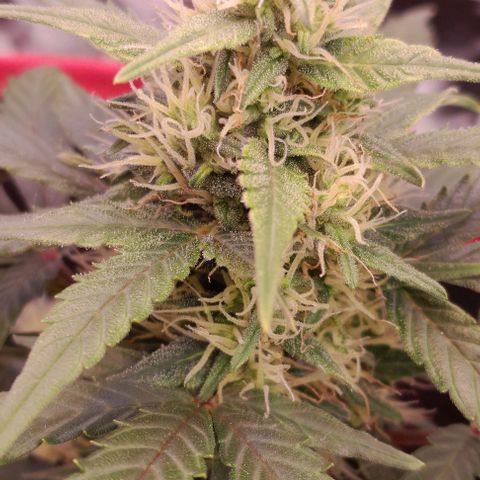 Stress Killer Automatic growlog timeline photo