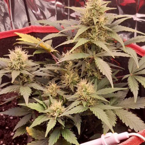 Stress Killer Automatic growlog timeline photo
