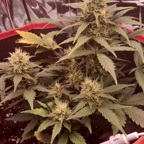 Stress Killer Automatic growlog timeline photo