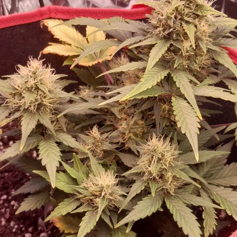 Stress Killer Automatic growlog timeline photo