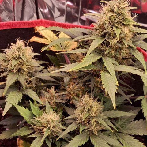 Stress Killer Automatic growlog timeline photo