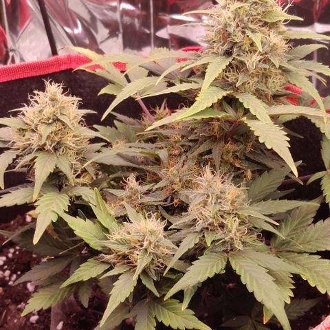 Stress Killer Automatic growlog timeline photo