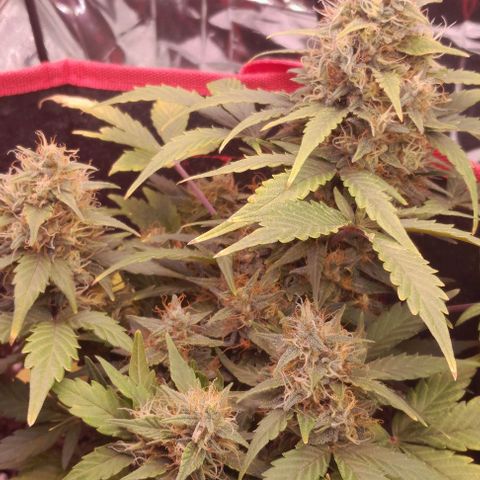 Stress Killer Automatic growlog timeline photo