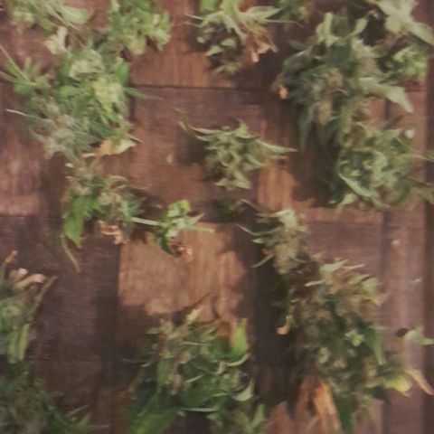 Stress Killer Automatic growlog timeline photo