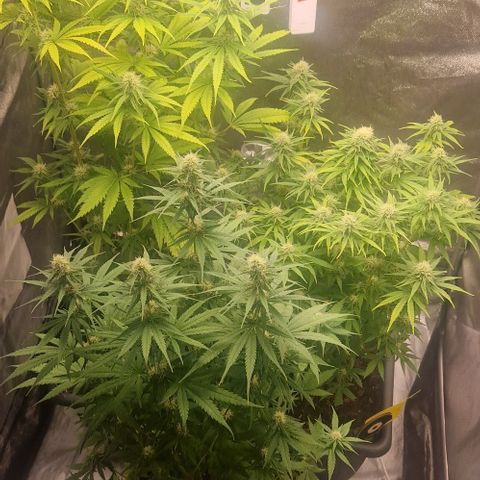 Northern Light growlog timeline photo