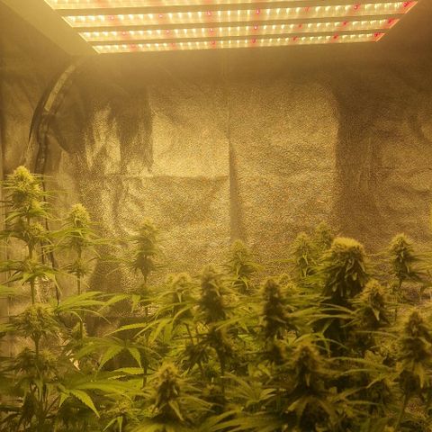 Northern Light growlog timeline photo