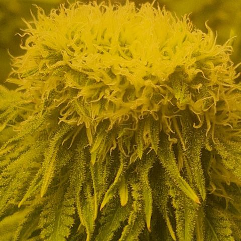 Northern Light growlog timeline photo