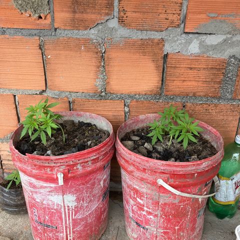 Semente de prensado 2 plantas  growlog timeline photo