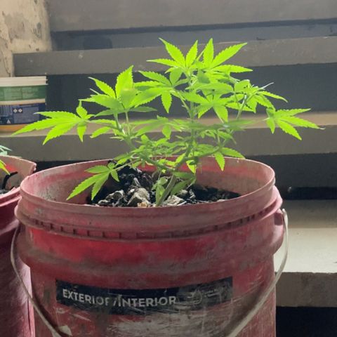 Semente de prensado 2 plantas  growlog timeline photo