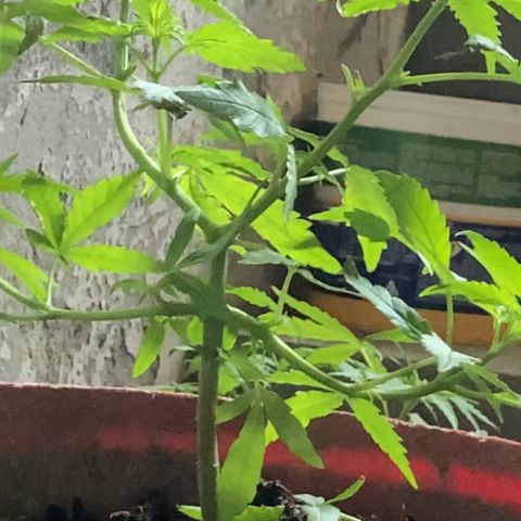 Semente de prensado 2 plantas  growlog timeline photo