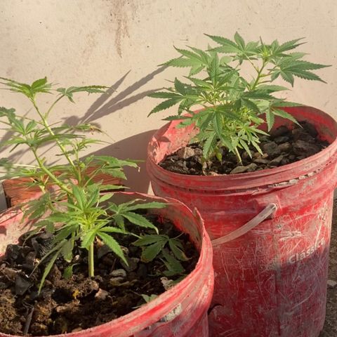 Semente de prensado 2 plantas  growlog timeline photo