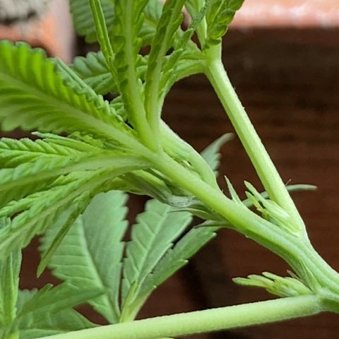Semente de prensado 2 plantas  growlog photo: Início da floração 