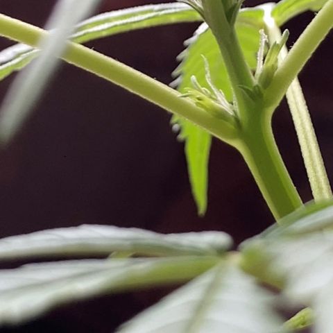 Semente de prensado 2 plantas  growlog timeline photo