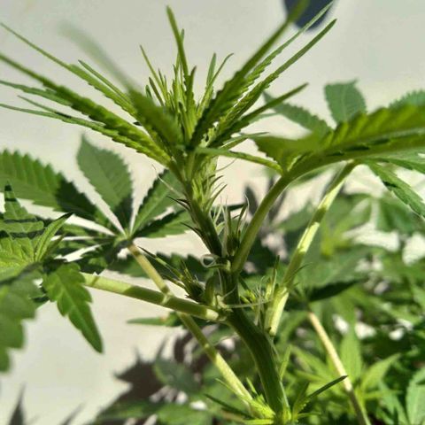 Semente de prensado 2 plantas  growlog photo: Fase de floração, fazendo muito frio na minha cidade e alguns problemas com pragas e talvez algo relacionado a falta de algum nutriente 