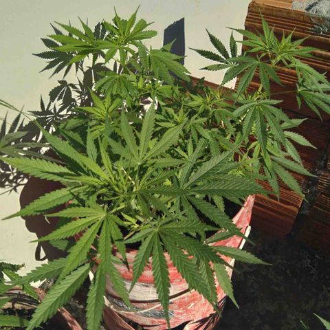 Semente de prensado 2 plantas  growlog photo: Fase de floração, fazendo muito frio na minha cidade e alguns problemas com pragas e talvez algo relacionado a falta de algum nutriente 