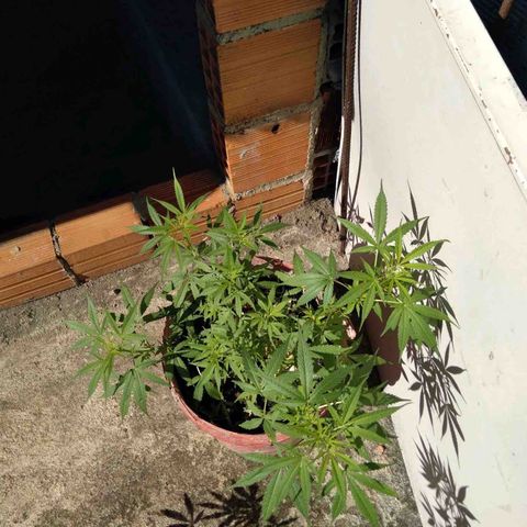 Semente de prensado 2 plantas  growlog photo: Fase de floração, fazendo muito frio na minha cidade e alguns problemas com pragas e talvez algo relacionado a falta de algum nutriente 