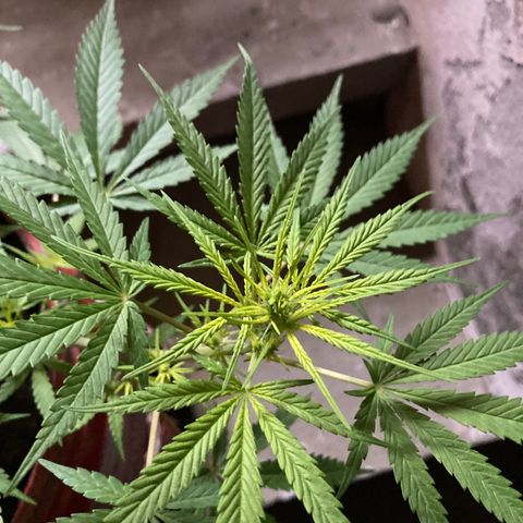 Semente de prensado 2 plantas  growlog timeline photo