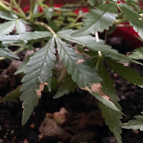Semente de prensado 2 plantas  growlog timeline photo