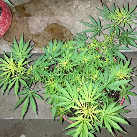Semente de prensado 2 plantas  growlog timeline photo
