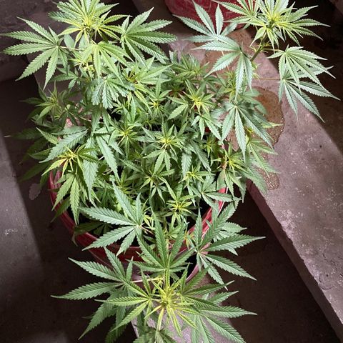 Semente de prensado 2 plantas  growlog timeline photo